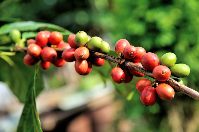 Kanubo deals with Sustainable Coffee Growers